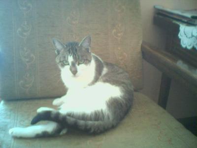 kitty again